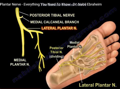 Anatomy of Lateral Plantar Nerve — OrthopaedicPrinciples.com