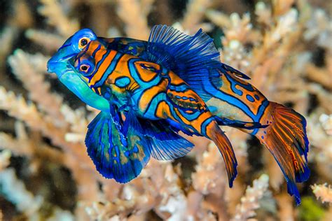 Mandarinfish, spawning pair - Synchiropus splendidus | Flickr