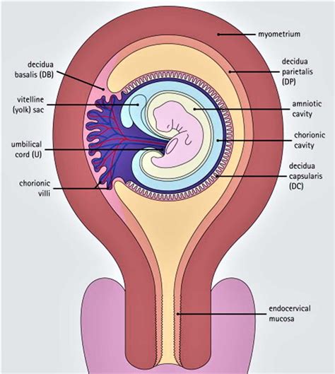 Decidua definition, layers of decidua, formation & function