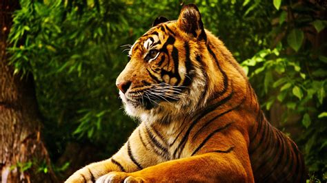 Wallpaper : 3840x2160 px, animals, tiger, tropical forest 3840x2160 - wallpaperUp - 1097991 - HD ...