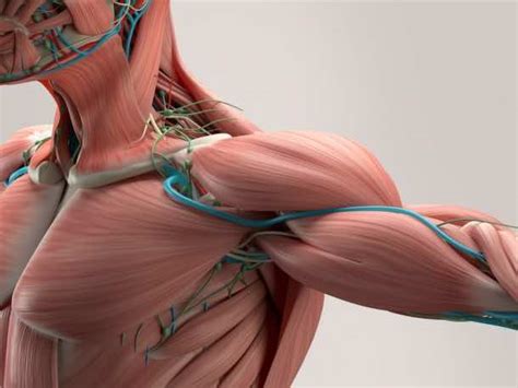 These Artificial Muscles Made Of Human Proteins Can Provide