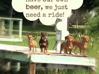 32 Funny weiner dogs ideas | weiner dog, dogs, wiener dog