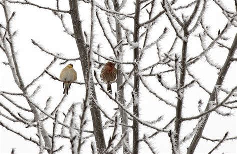 frost and finches | charmar | Flickr
