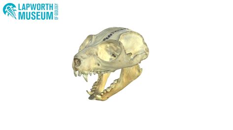 Potto Skull BIRUG 18612 - Download Free 3D model by Lapworth Museum of ...