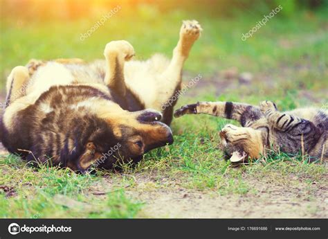 Pictures : friends playing together | Dog Cat Best Friends Playing Together Outdoor Lying Back ...