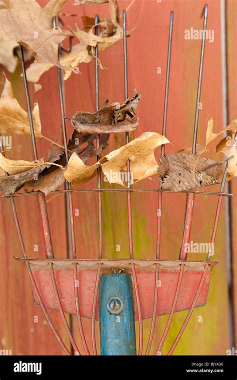 LEAVES STUCK ON THE TINES OF AN OLD RAKE Stock Photo - Alamy