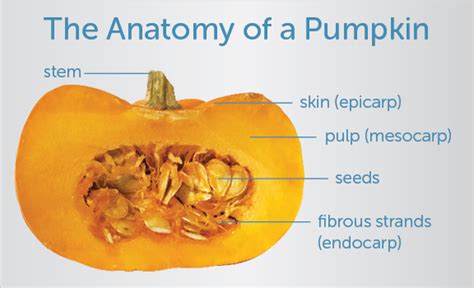 OCT Peeks into Pumpkins - Wasatch Photonics