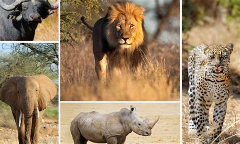 Big Five in Serengeti National Park | Serengeti National Park | Tanzania