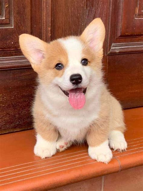 chó Corgi thuần chủng mông to tròn - 89627718