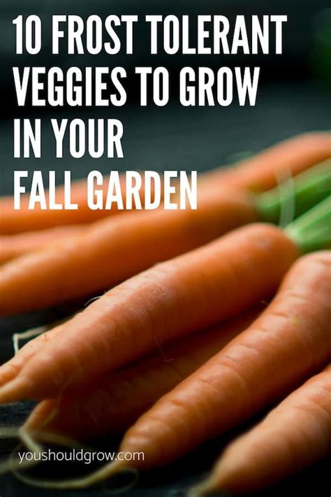 10 Frost Tolerant Vegetables To Grow In Fall | Fall garden vegetables ...