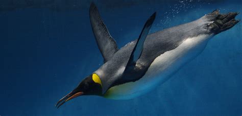 Penguins Call Underwater | Hakai Magazine