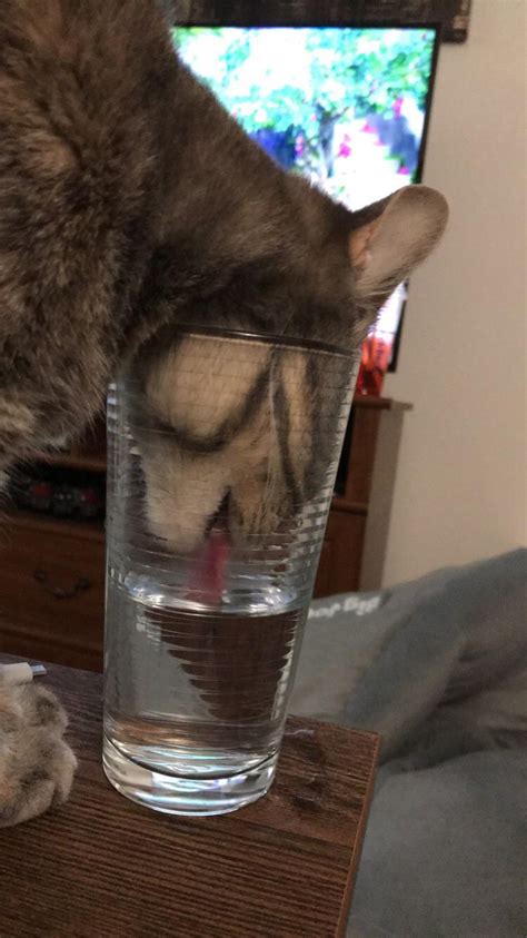 Hydration : r/cat