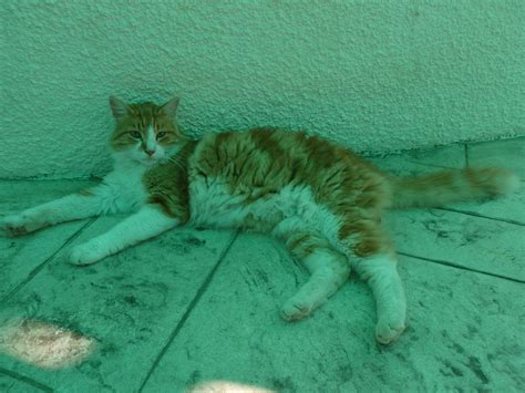 Cats of Cyprus: Paphos | Cats of Cyprus: Paphos | Flickr