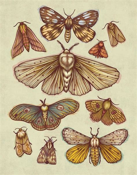 Moths, an art print by Kate O'Hara | Moth art print, Moth art, Insect art