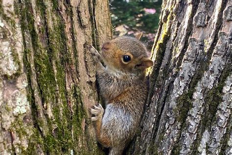 Baby Squirrels Rescue Story - Wildlife Rescue League