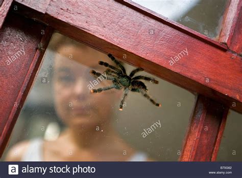 Suriname, Brownsweg, Brownsberg National Park. Woman looking at Tarantula , Avicularia Metallica ...