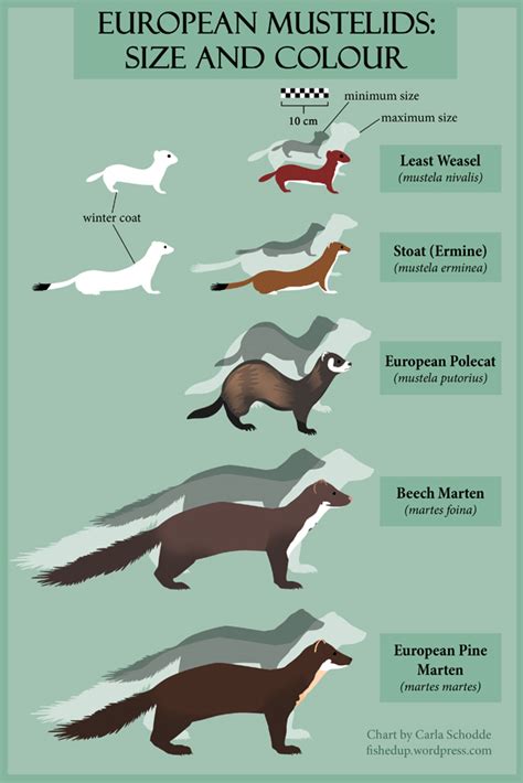 Chart of European Mustelids: Size and Colour by redwattlebird on DeviantArt