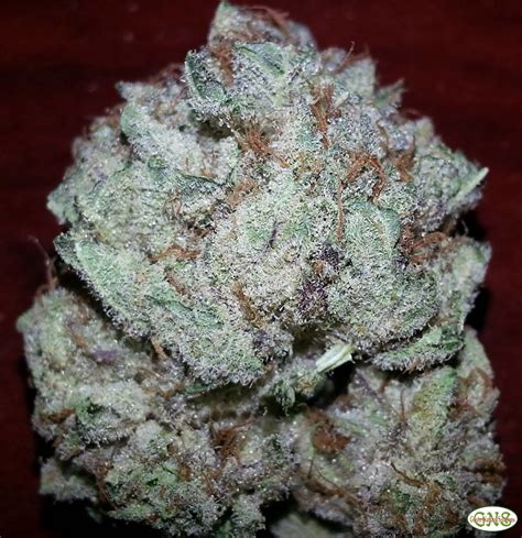 Purple Kush Marijuana Strain Information & Reviews | AllBud