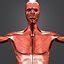3D Model Human Body Muscles - TurboSquid 1268735