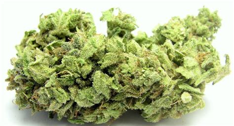 Hindu Kush - One of The Most Important Strains in Cannabis History - Legalize it. We Think So