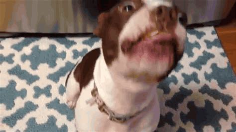 Dogs Butter GIF - Find & Share on GIPHY