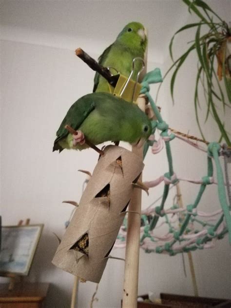 two green parakeets perched on top of a piece of cardboard next to a plant