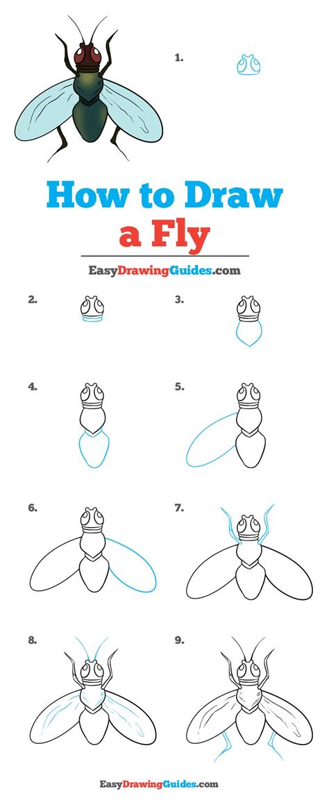 How to Draw a Fly - Really Easy Drawing Tutorial | Fly drawing, Jewel drawing, Drawing tutorial