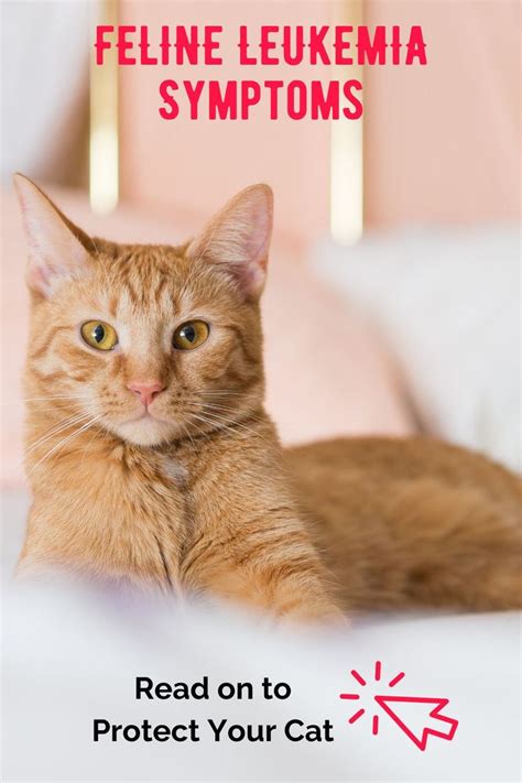 Symptoms of Feline Leukemia, What to Watch For - Pet Hooligans | Feline leukemia, Cat diseases ...