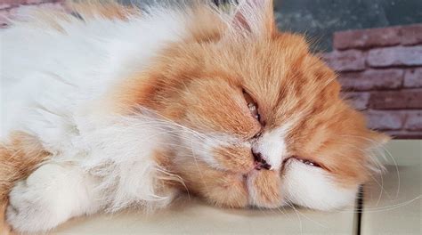 Feline Herpesvirus: Causes, Symptoms, and Solutions - Veterinarians.org