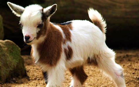 Cute Baby Goat Wallpapers - Top Free Cute Baby Goat Backgrounds ...