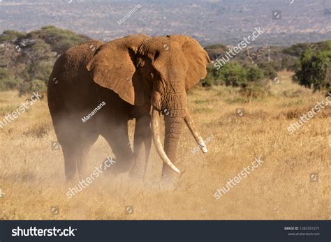 African Elephant Savannah Stock Photo 1283397271 | Shutterstock