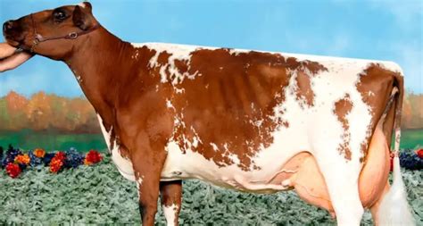 Ayrshire Cows: Origin Characteristics Uses And More Facts - Sand Creek Farm