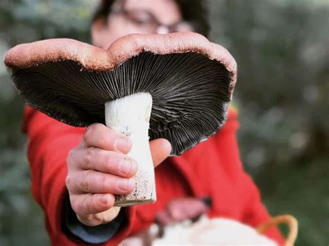 How To: Grow Edible Mushrooms In Your Home Garden - Milkwood