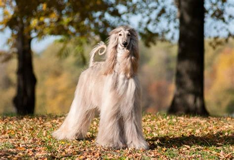Afghan Hound Prices in 2024: Purchase Cost, Vet Bills, and More! - A-Z Animals