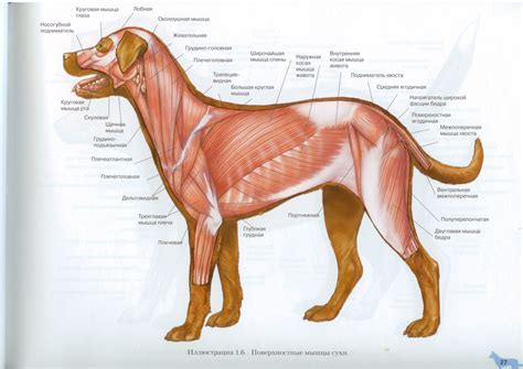 Поверхностные мышцы собаки | Dog Muscles Anatomy | Dog anatomy, Pit dog ...