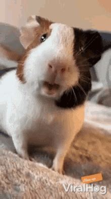 Guinea Pig Dance GIF - Guinea Pig Dance Happy - Discover & Share GIFs