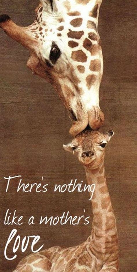 52+ Best Mothers Day Quotes, Sayings & Wishes With Images | Animals ...