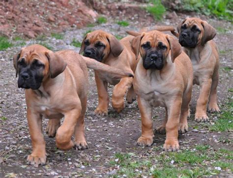 Boerboel dog breed - characteristics, appearance, history and pictures