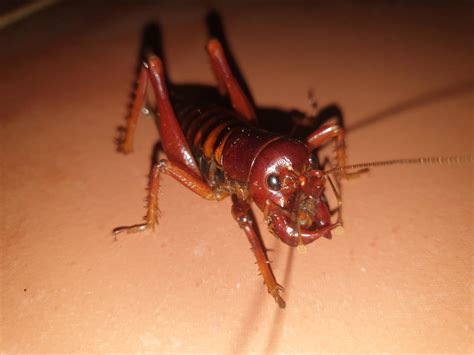 The Parktown Prawn/ Tusked king Cricket. Found in Southern Africa. : r ...