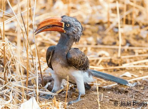 Hornbill (Crowned) - Lower Zambezi Valley, Zambia - 36 | Flickr