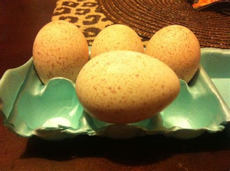 Narragansett turkey eggs - Sabine Bottom Poultry stock | Raising ...