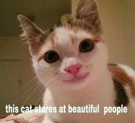 Wholesome cat memes | Dank Memes Amino