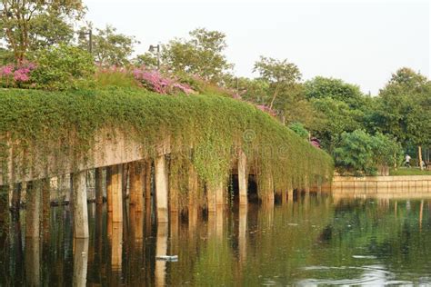 Reinforced Concrete Bridges Stock Photo - Image of walkway, trees: 104600024