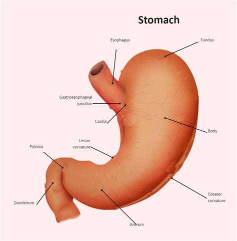 the stomach is labeled with labels on it