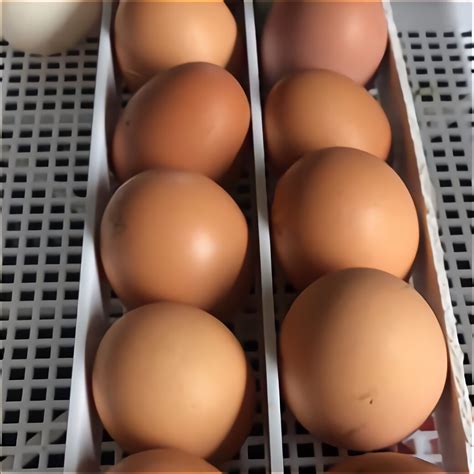 Aylesbury Duck Hatching Eggs for sale in UK | 79 used Aylesbury Duck Hatching Eggs