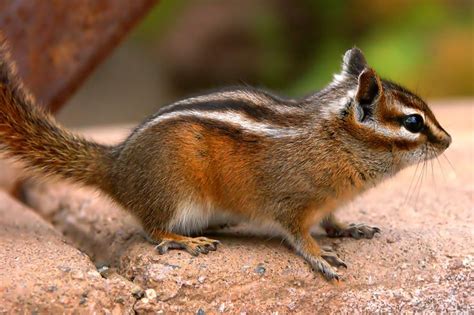 white striped chipmunk | Chipmunks, Animals, White stripe