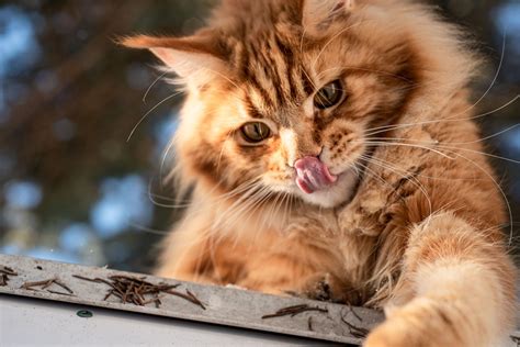 Gatto Maine Coon: prezzo, carattere e storia - GreenStyle