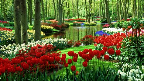 Tulips Wallpapers | Best Wallpapers