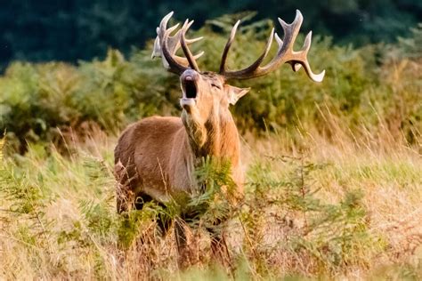 Beautiful white-tailed deer with big antlers · free photo