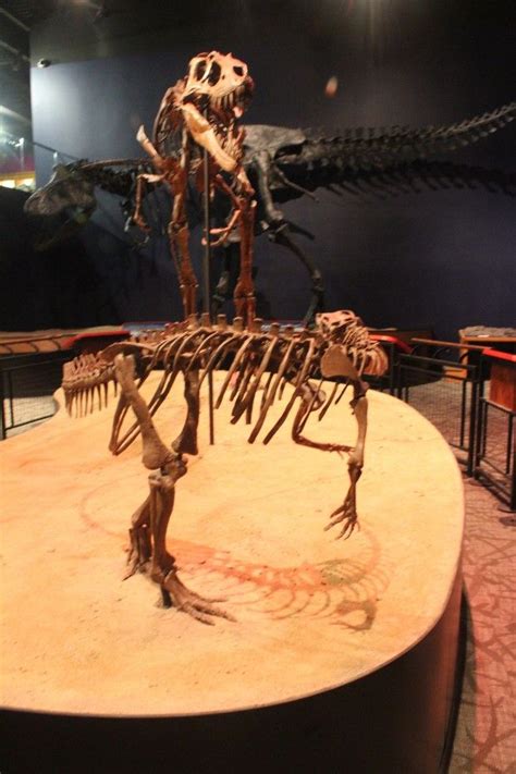 Dinosaurs in Illinois?! The Rockford Burpee Museum | Rockford, Museum, Dinosaur